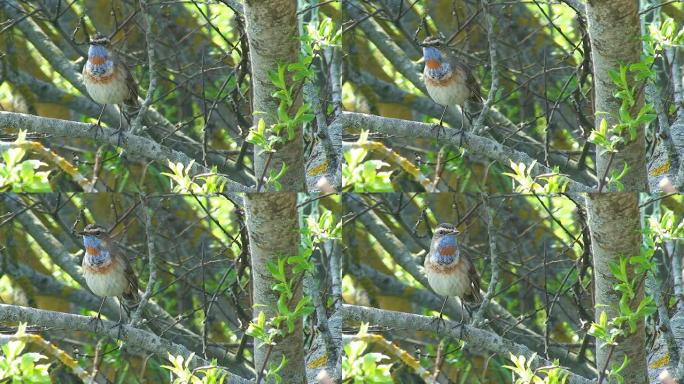 蓝喉（Luscinia svecica）第2/3部分