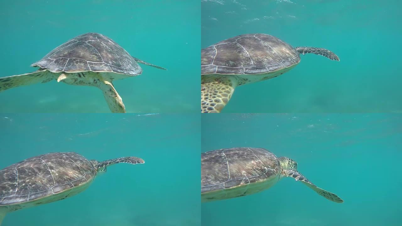 慢动作特写: 大绿海龟在阳光明媚的清澈海洋中游泳