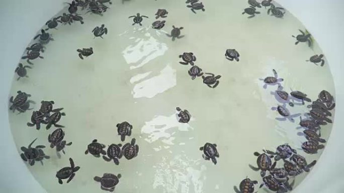 Turtunus海龟