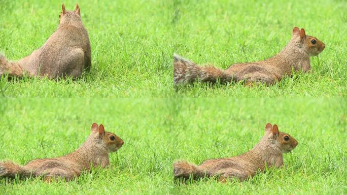 高清: 松鼠草地上的松鼠警惕小动物