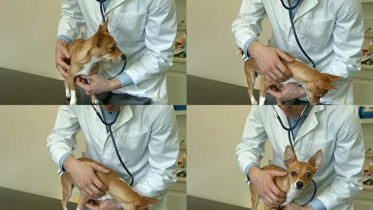 兽医在她的办公室检查小狗