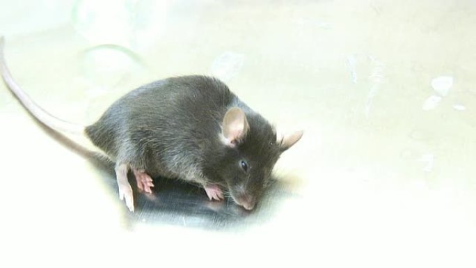 实验室鼠标-高清1080/60i