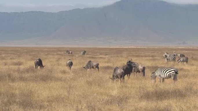 空中: 斑马和gnus在Ngorongoro火山口的广阔稀树草原上放牧