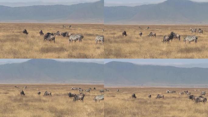 空中: 斑马和gnus在Ngorongoro火山口的广阔稀树草原上放牧