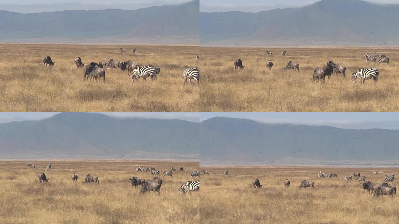 空中: 斑马和gnus在Ngorongoro火山口的广阔稀树草原上放牧