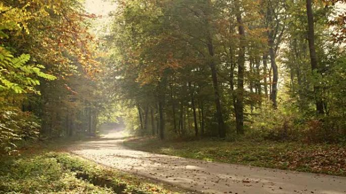 阳光女士，宁静，田园诗般的阳光之路在秋天的树林中