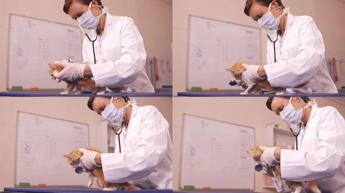 兽医检查一只猫