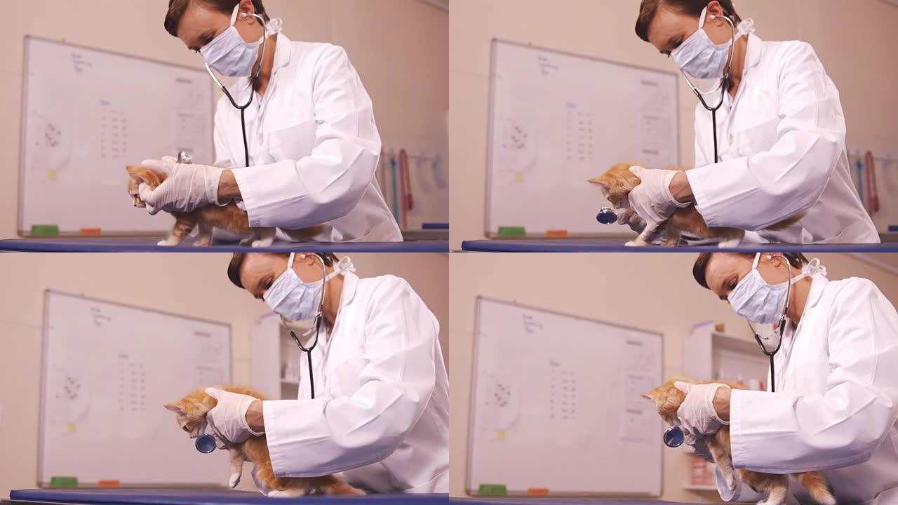 兽医检查一只猫