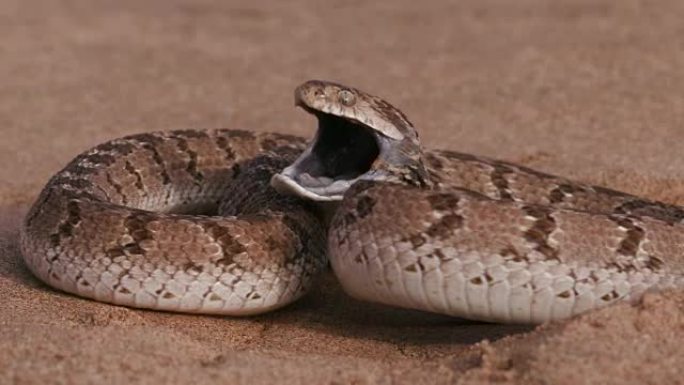 吃鸡蛋的蛇处于防御姿势，并在慢动作中撞击相机
