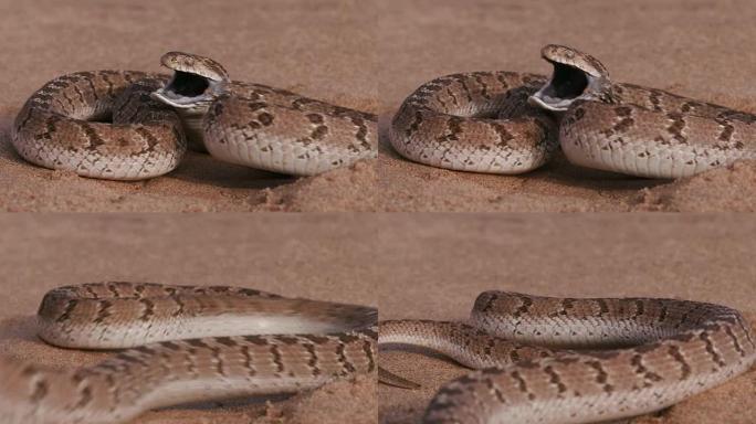 吃鸡蛋的蛇处于防御姿势，并在慢动作中撞击相机