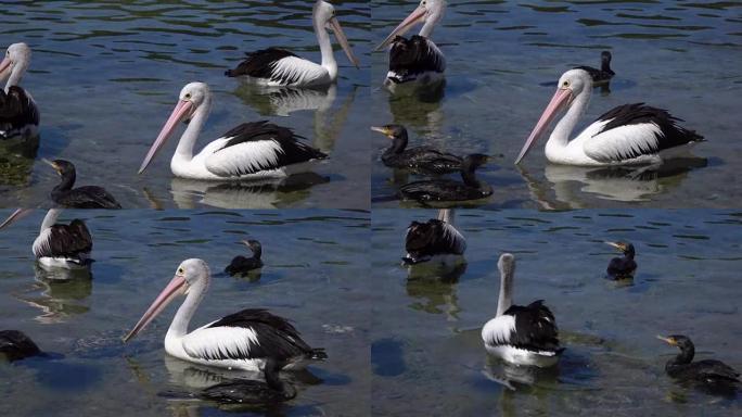 特写: 一群漂亮的鹈鹕和黑鸭在河里游泳