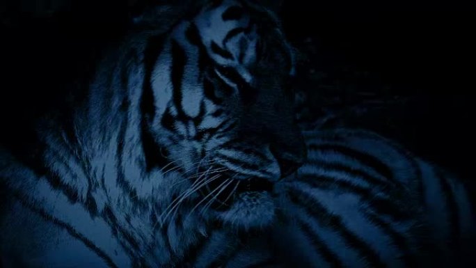 夜间丛林中的老虎