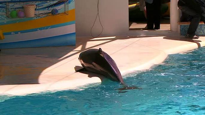 有趣的海豚有趣的海豚海族馆