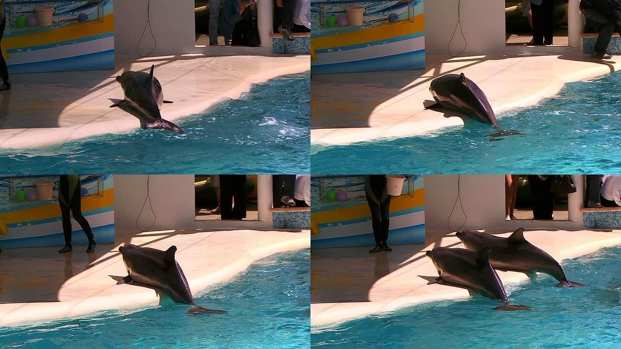 有趣的海豚有趣的海豚海族馆