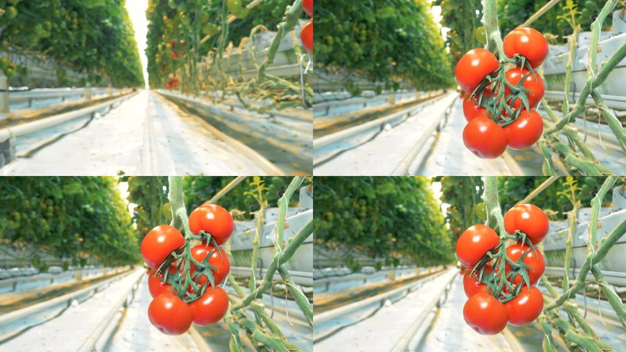番茄种植园在有一串成熟番茄的温室中生长的番茄种植园