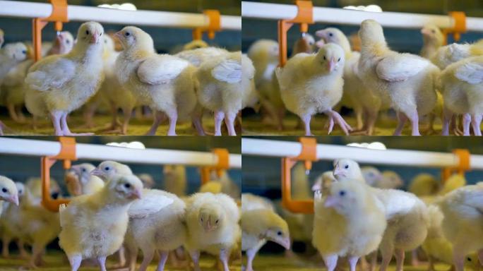 养鸡场的母鸡。家禽生产。4K。