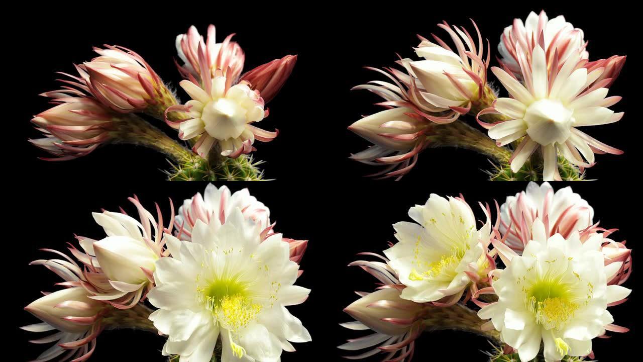 仙人掌开花时间延迟