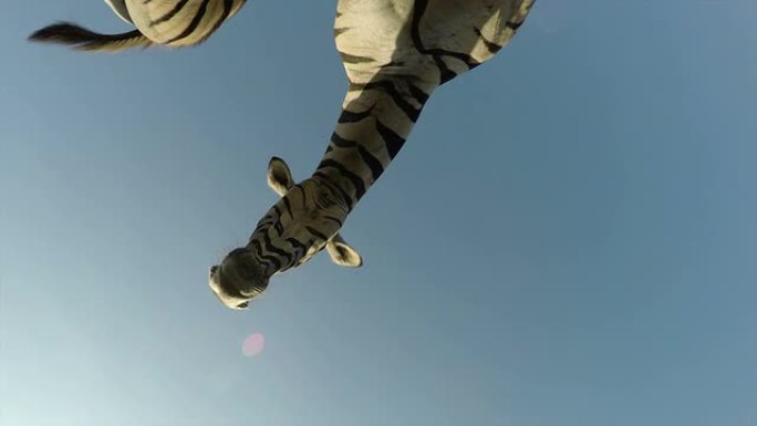 南非斑马走过相机的壮观镜头