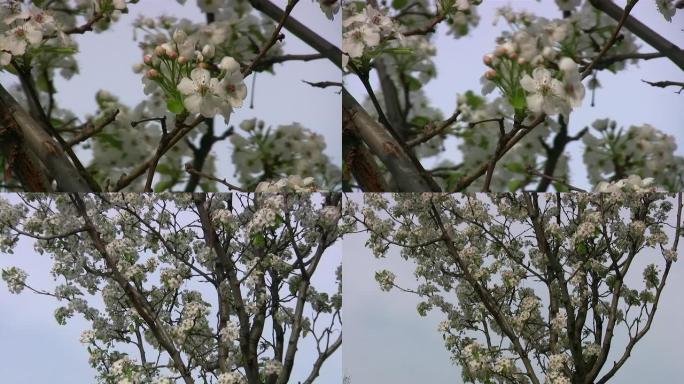 城市春天。樱花树。