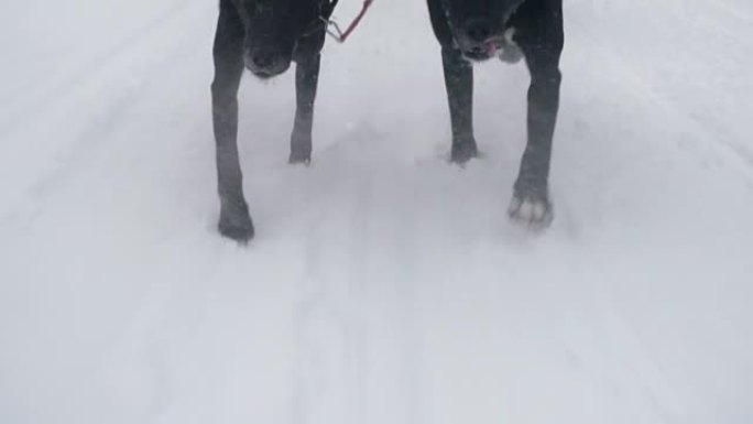 下雪天的狗雪橇队比赛