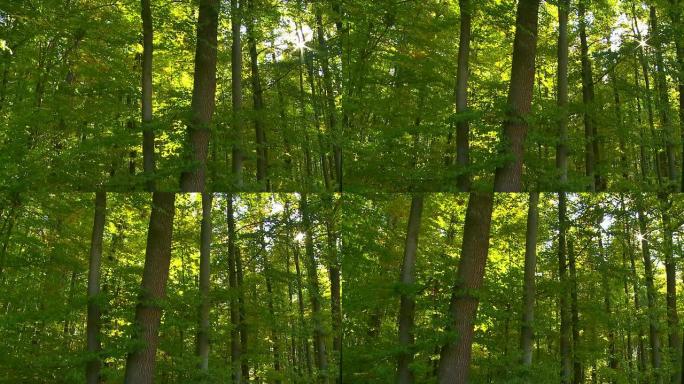 阳光下的森林追踪镜头