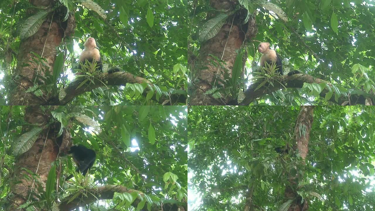 树上的白头卷尾猴
