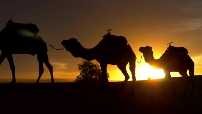 日落时散步的骆驼的轮廓。撒哈拉沙漠的商队。4K, UHD