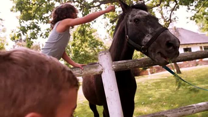 小多民族男孩在农场给马喂胡萝卜