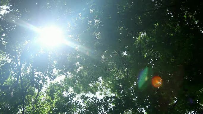 阳光透过山核桃树