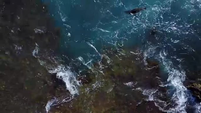 从鸟瞰图看，一群海豹在水中游泳