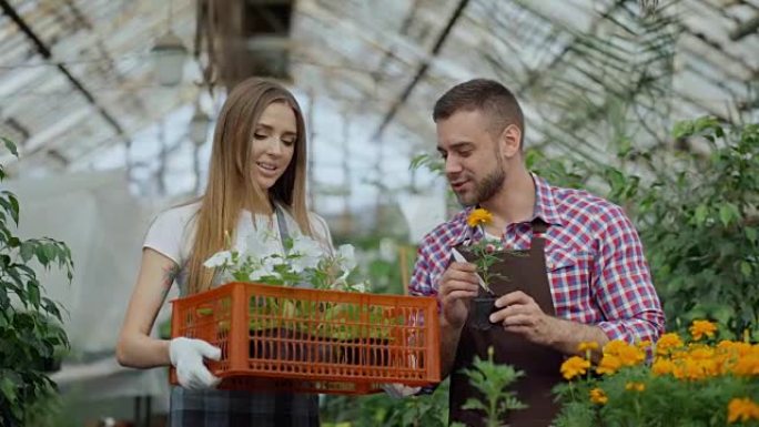 年轻迷人的花店夫妇在围裙在温室工作。开朗的女人带着一盒鲜花走路，说话男人放松植物