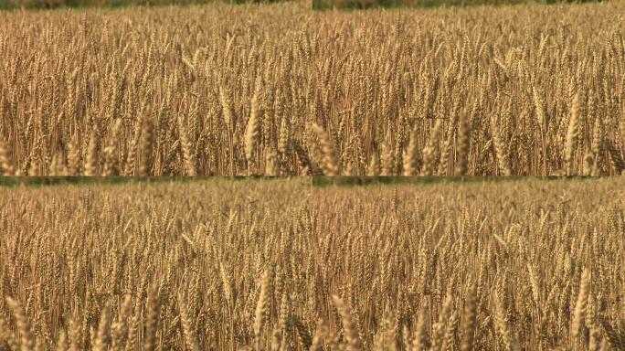 高清: 麦田庄稼种植小麦丰收