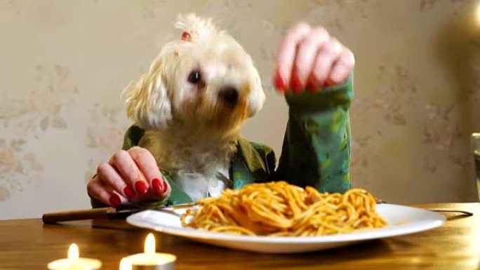 优雅的狗用人类的手吃饭