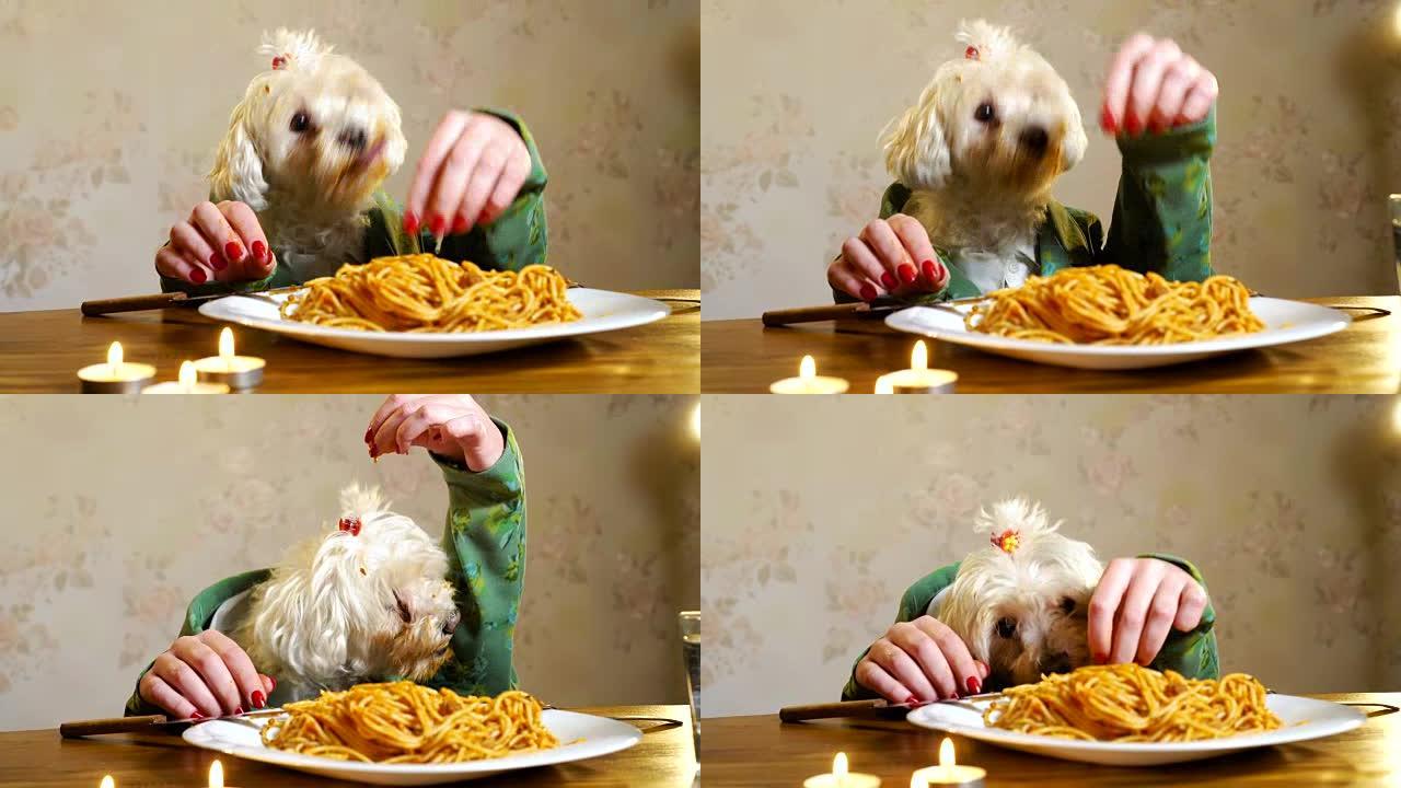 优雅的狗用人类的手吃饭