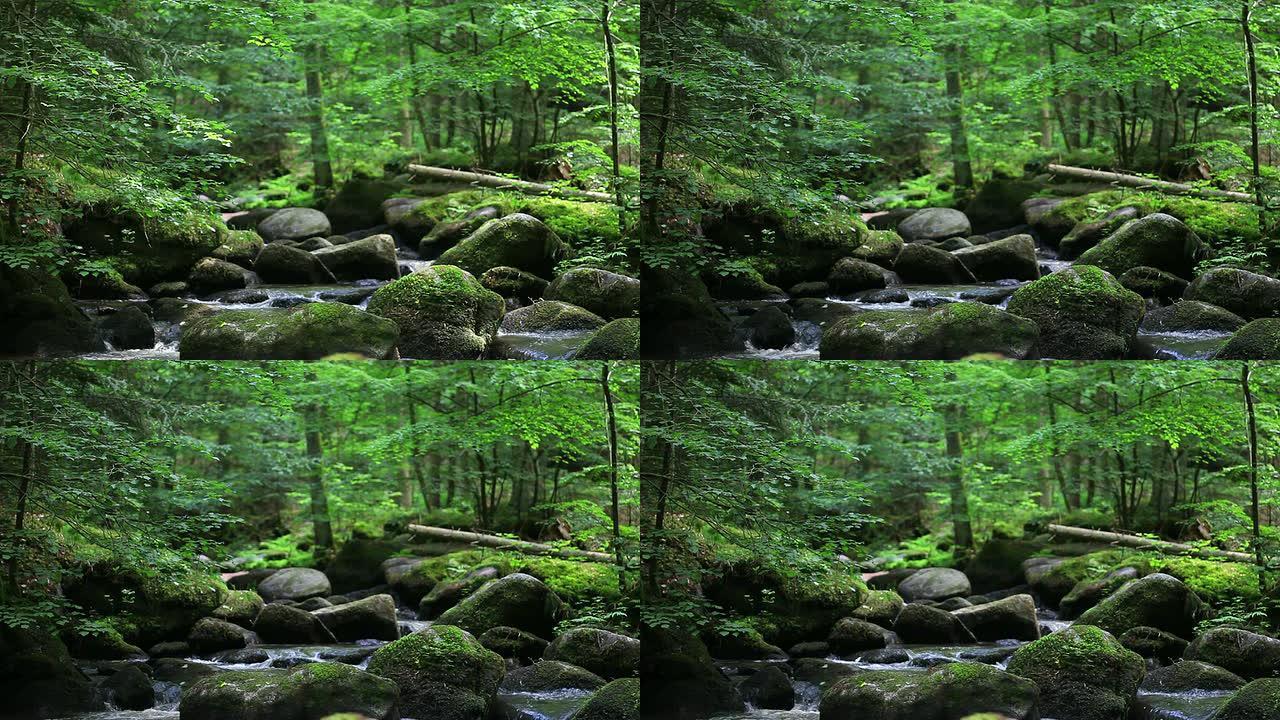 森林中的岩石溪流