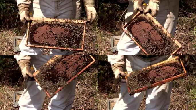 养蜂人从框架中取出非洲蜜蜂，并显示南非的蜂窝