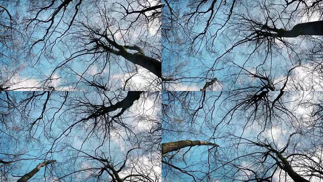 在树和天空下滑翔