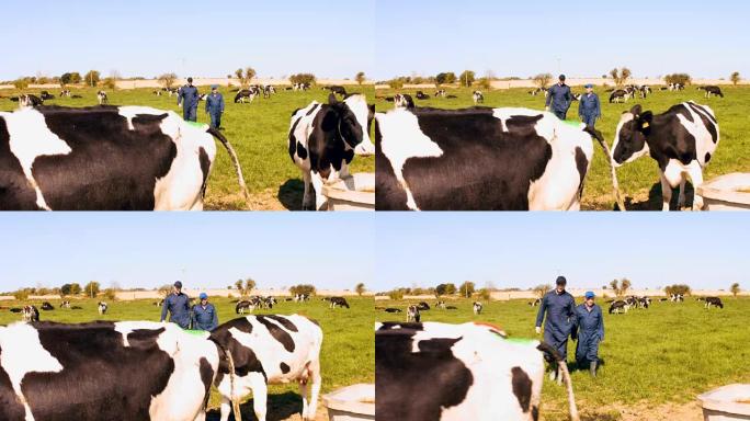 两个养牛户在田间散步时相互交流