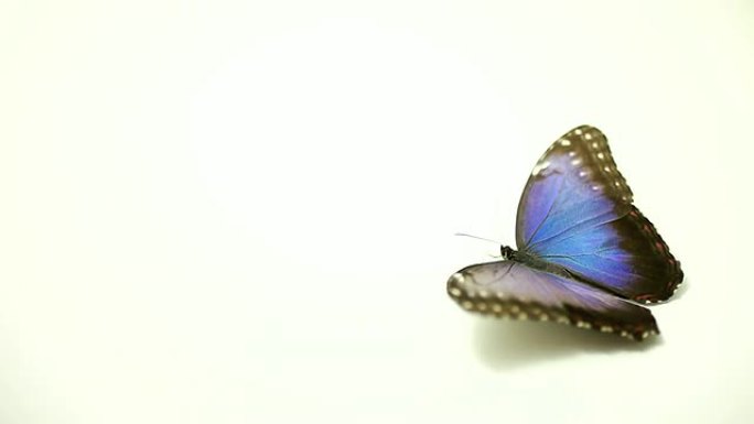 蓝色蝴蝶受伤的蝴蝶