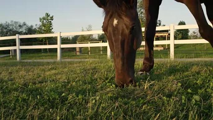 慢动作: 美丽的黑黑种马在阳光明媚的草地上放牧草