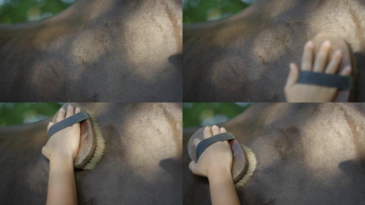 Dop: 人类手刷棕色种马健康闪亮外套的细节