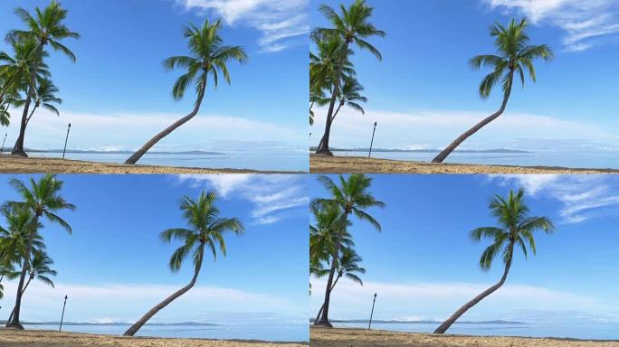 慢动作: 高耸的弯曲棕榈树在温和的夏日微风中飘扬。