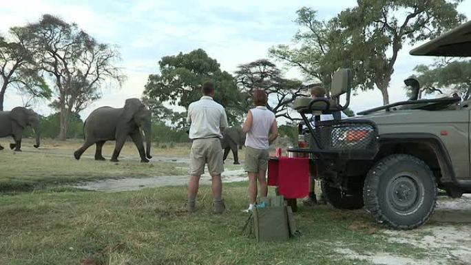 博茨瓦纳，游客欣赏日落，大象在背后行走