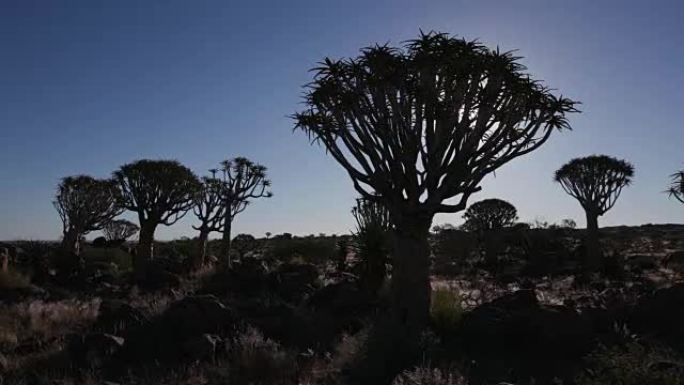 颤抖的树木/kokerboom的4k移动镜头，背景是太阳