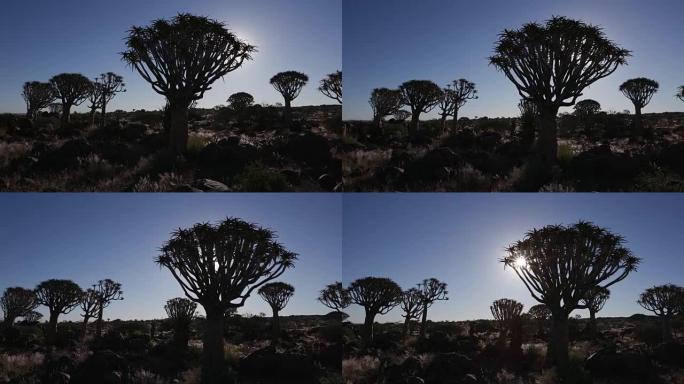 颤抖的树木/kokerboom的4k移动镜头，背景是太阳