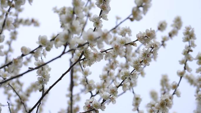 梅花从中蜜蜂采蜜