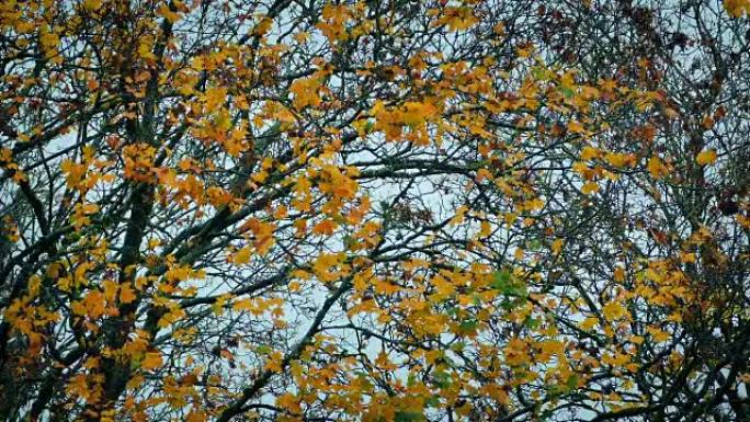 秋天树上的黄色叶子