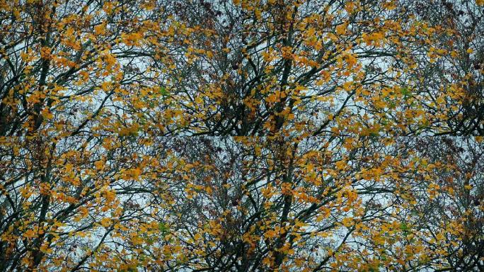 秋天树上的黄色叶子