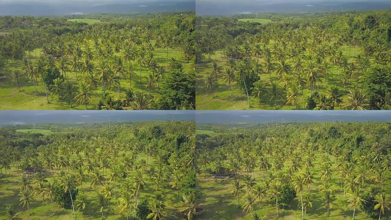 空中: 美丽的巴厘岛风景，烟雾弥漫的阳光明媚的早晨郁郁葱葱的棕榈丛林