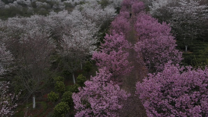 樱花丛林